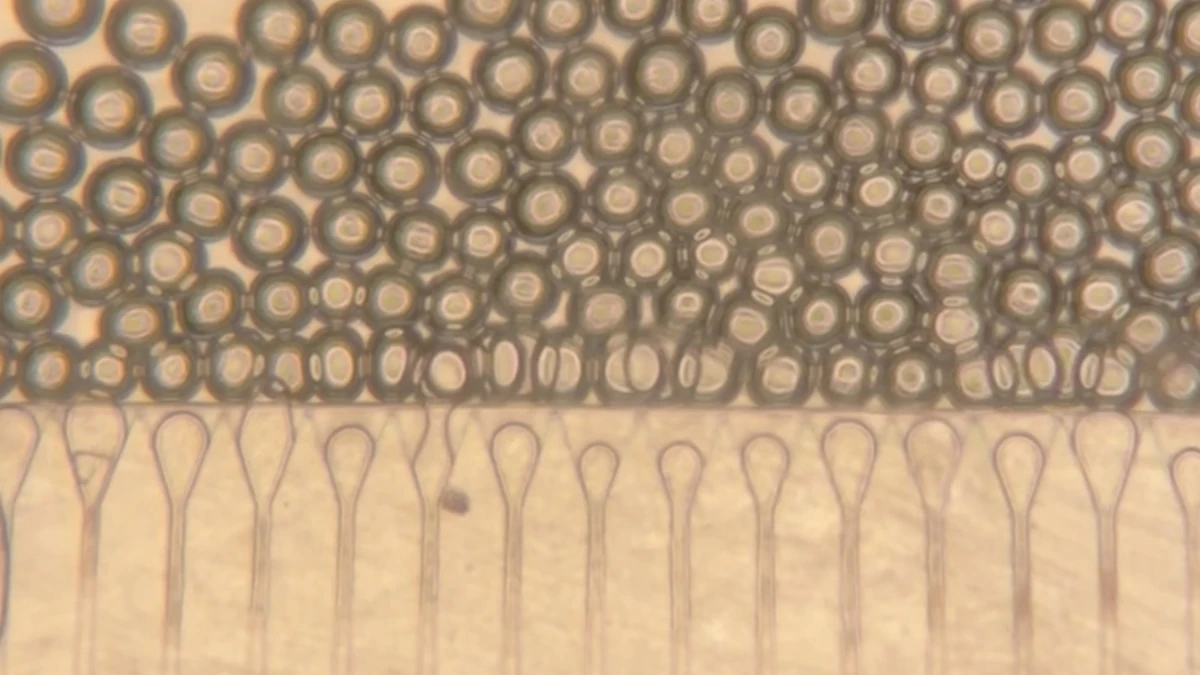 Karaciğer nakline alternatif:  Enjekte edilebilir 'Uydu karaciğerler'