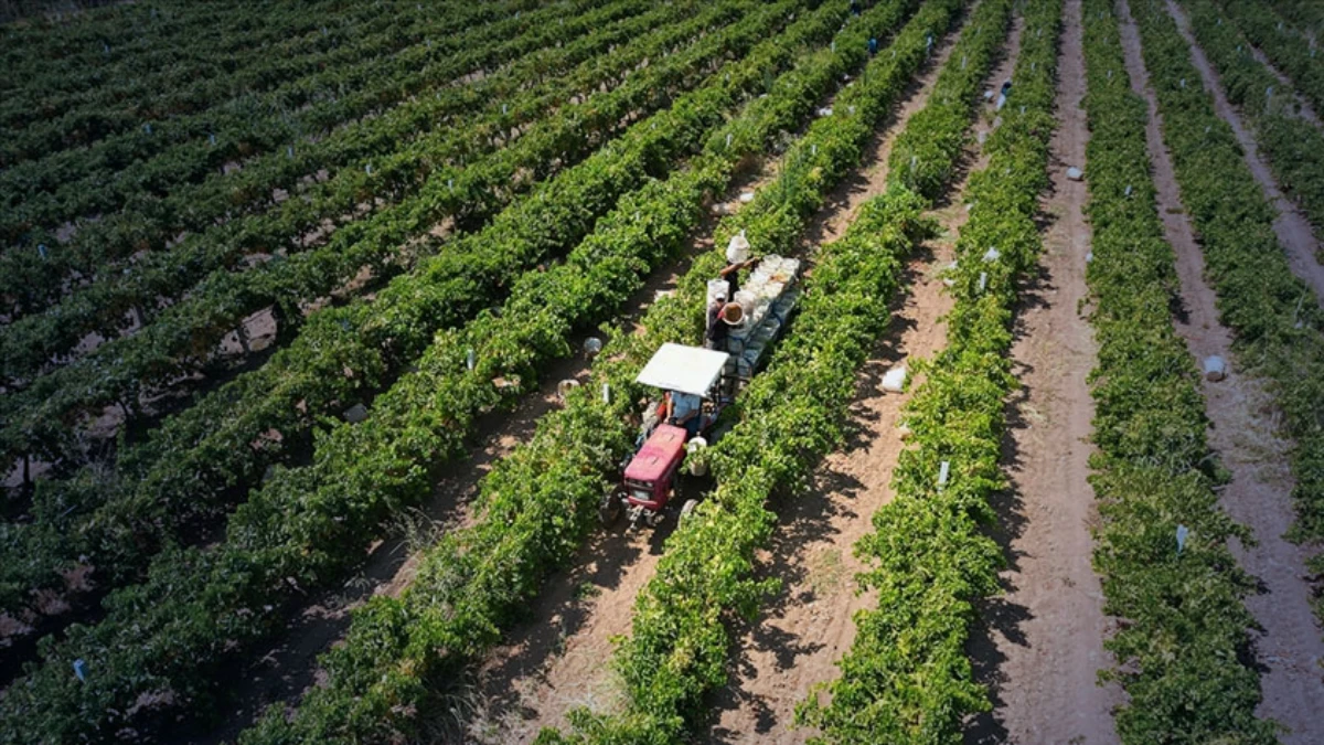 Tarım sekt&ouml;r&uuml;nde k&uuml;resel etki: H&uuml;rm&uuml;z Boğazı'ndaki aksamalar &ccedil;ift&ccedil;iyi vurdu