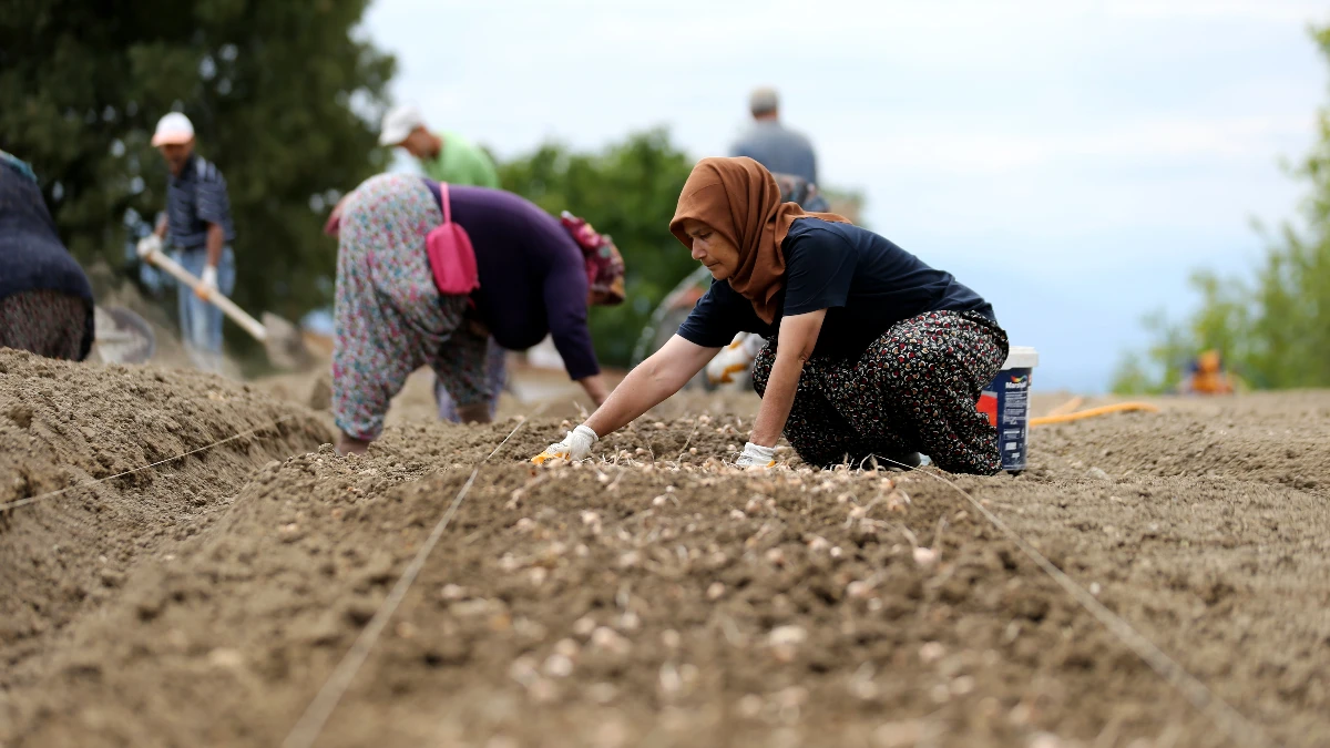 Tarım iş&ccedil;ilerinin g&uuml;nl&uuml;k &uuml;creti 2025'te y&uuml;zde 37,8 arttı!