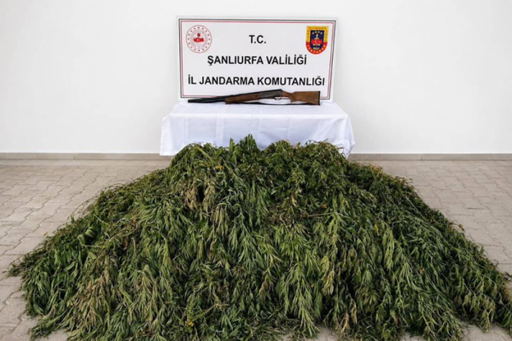 Şanlıurfa'da 610 k&ouml;k kenevir ele ge&ccedil;irildi