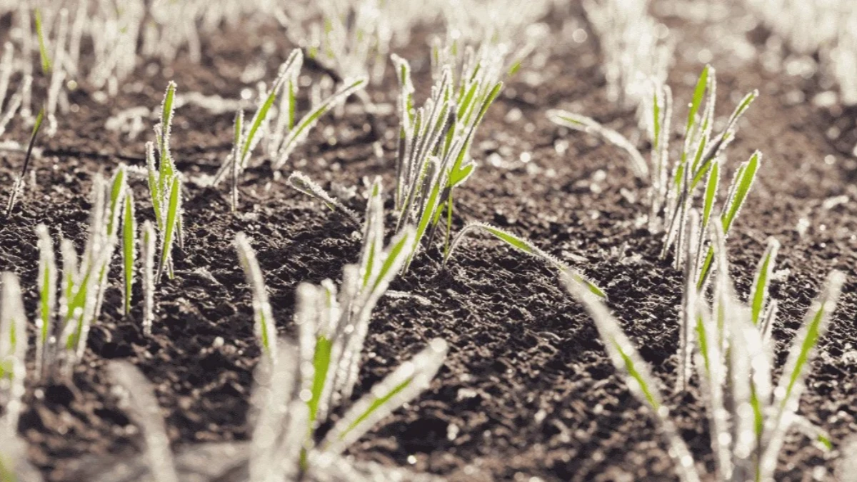 Meteoroloji Marmara B&ouml;lgesi i&ccedil;in g&uuml;n verdi! Zirai don olabilir