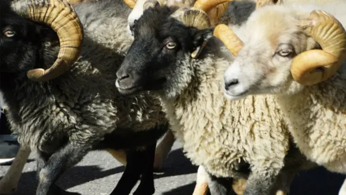 BAYRAMA KA&Ccedil; G&Uuml;N KALDI?  Kurban Bayram tatili ne zaman başlıyor, ne zaman bitiyor?