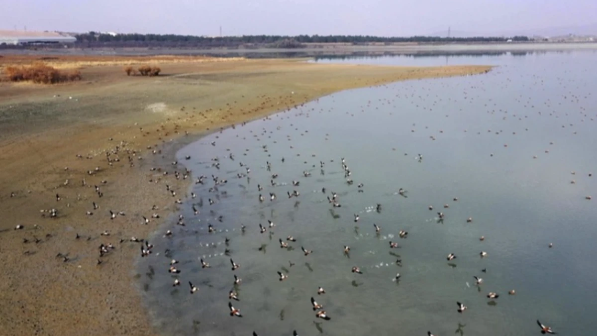 Kütahya’da İl Hayvanları Koruma Kurulu Toplantısı yapıldı