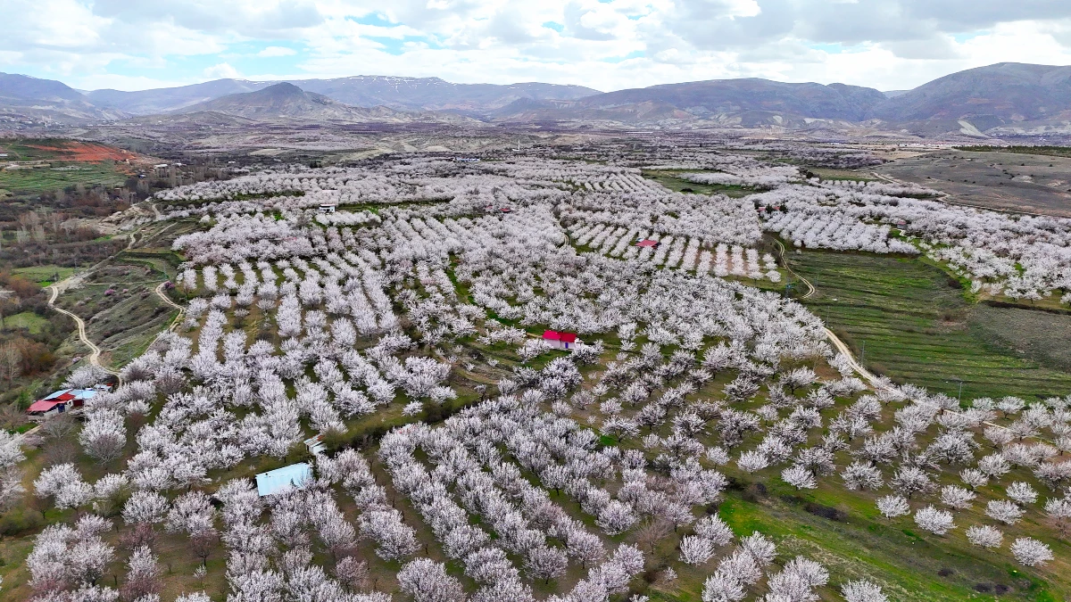 Malatya&rsquo;da 2 milyon kayısı ağacı &ccedil;i&ccedil;ek a&ccedil;tı: Darende beyaza b&uuml;r&uuml;nd&uuml;