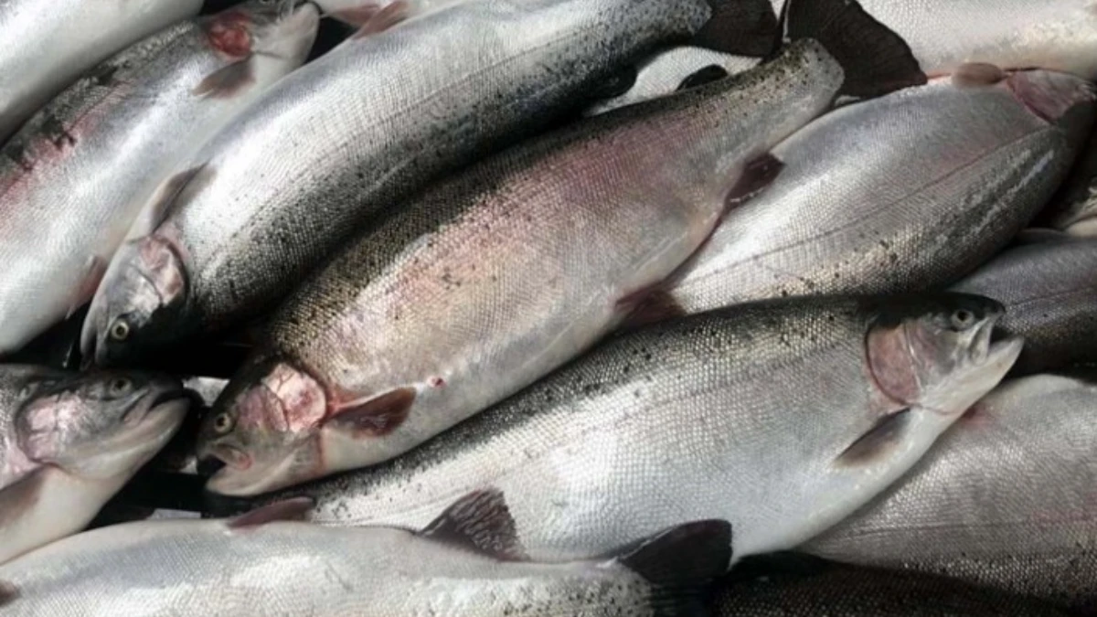 T&uuml;rk somonu ihracatı rekor tazeledi: 2025&rsquo;te gelir 520 milyon doları aştı