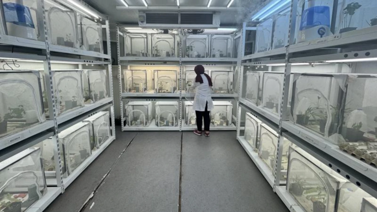 Tarımsal &uuml;retimde biyolojik savunma: 40 ilde 1,6 milyon samuray arısı doğaya salınacak