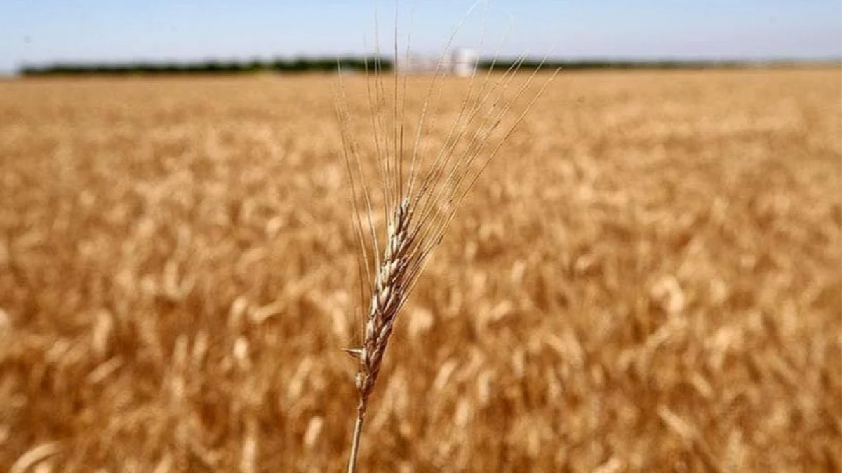 D&uuml;nyanın tahıl ambarı Ukrayna'da &ccedil;ift&ccedil;iler yeni krizle karşı karşıya