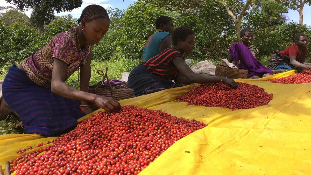Kahve k&ouml;p&uuml;ğ&uuml;n&uuml; attı