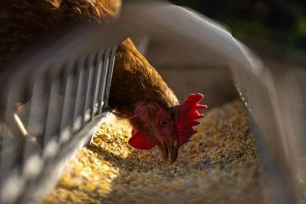 T&Uuml;İK- Tavuk eti &uuml;retimi 253 bin 993 ton, tavuk yumurtası &uuml;retimi 1,86 milyar adet oldu