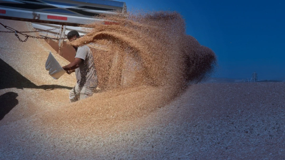 Hububat &uuml;retiminde y&uuml;ksek verim beklentisi: Kış yağışları rekolte umudunu artırdı