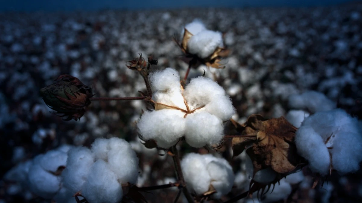 Enerji maliyetleri pamuk fiyatını zirveye taşıdı