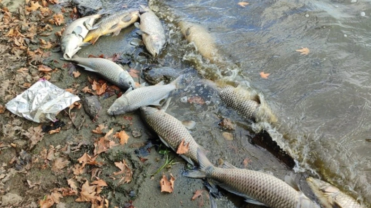 Pestisitler balıkların &ouml;mr&uuml;n&uuml; ciddi &ouml;l&ccedil;&uuml;de kısaltıyor: Bilim insanları a&ccedil;ıkladı