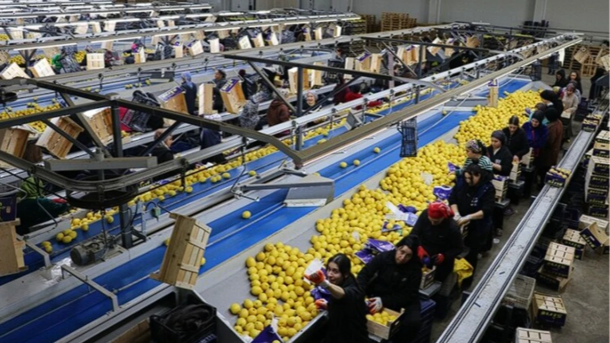 Yaş meyve sebze ihracatında zirve değişti: Irak ilk sıraya y&uuml;kseldi