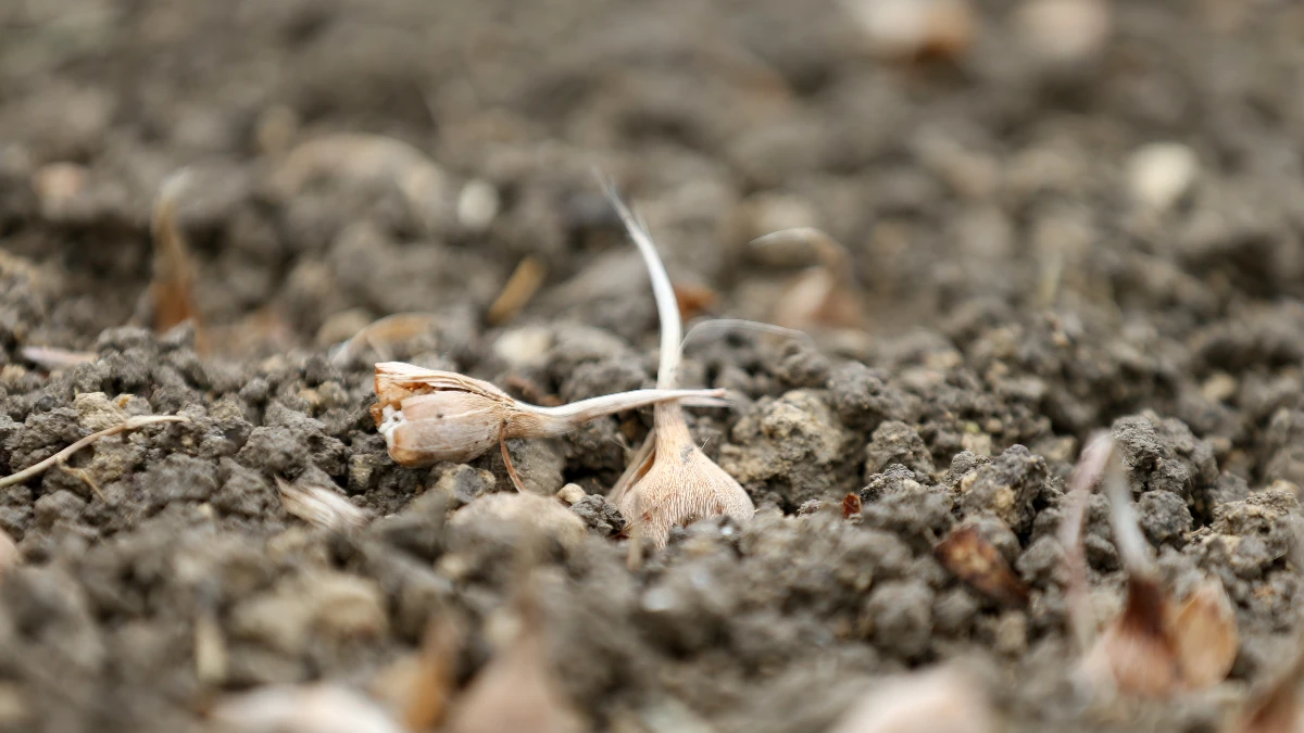 İklim değişimine yerli kalkan!