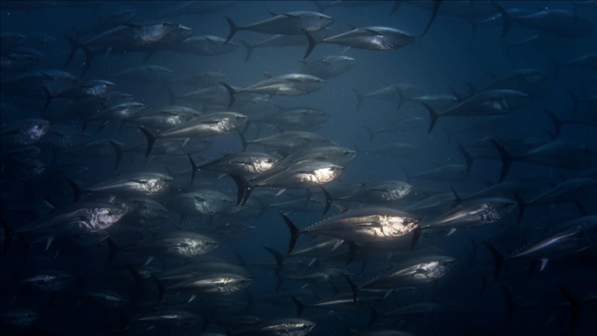 Orkinos avcılığında mevcut kota sistemi &uuml;&ccedil; yıl daha s&uuml;recek