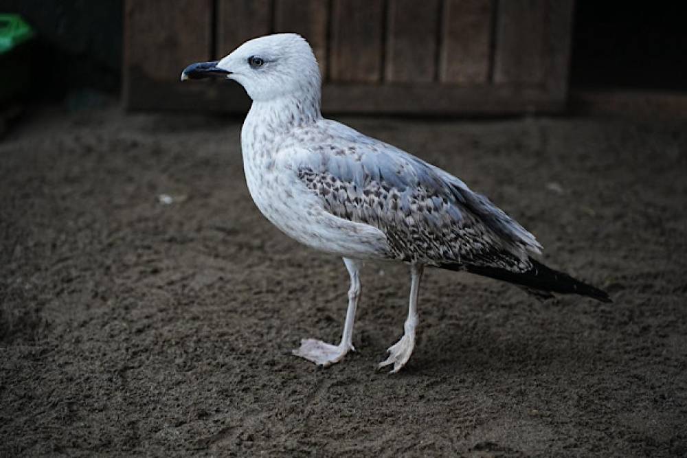Samsun&rsquo;da Yabani Hayvanlar İlk Yardım &Uuml;nitesi hizmet veriyor