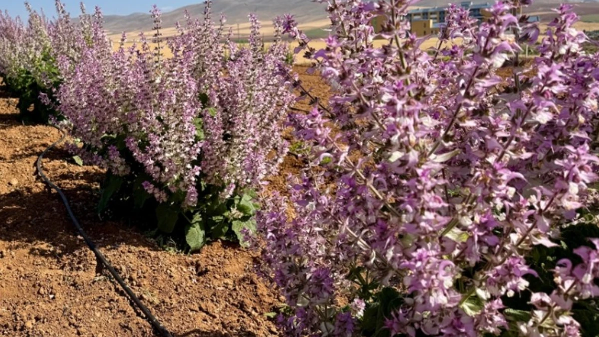 Kırşehir&rsquo;de tıbbi aromatik bitkiler tarıma y&ouml;n veriyor: 65 t&uuml;r i&ccedil;in &ccedil;ift&ccedil;iye yeni alternatif