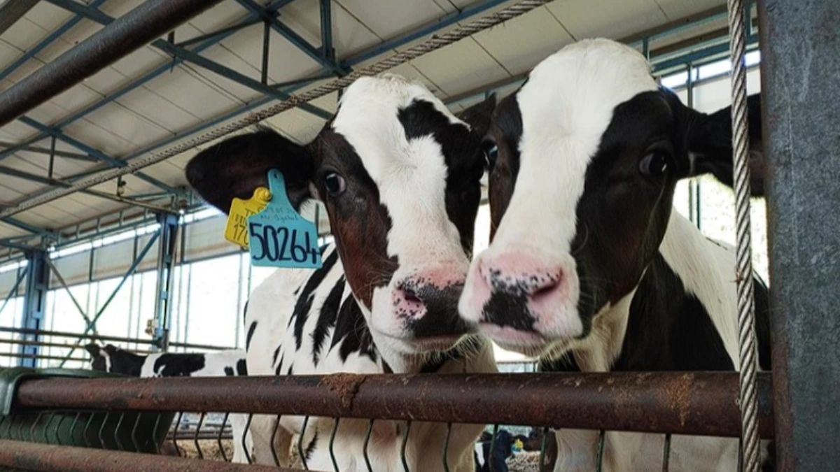 Yerli biyoteknoloji hamlesi: B&uuml;y&uuml;kbaşta doğum oranını artıran kit d&uuml;nyaya a&ccedil;ılıyor