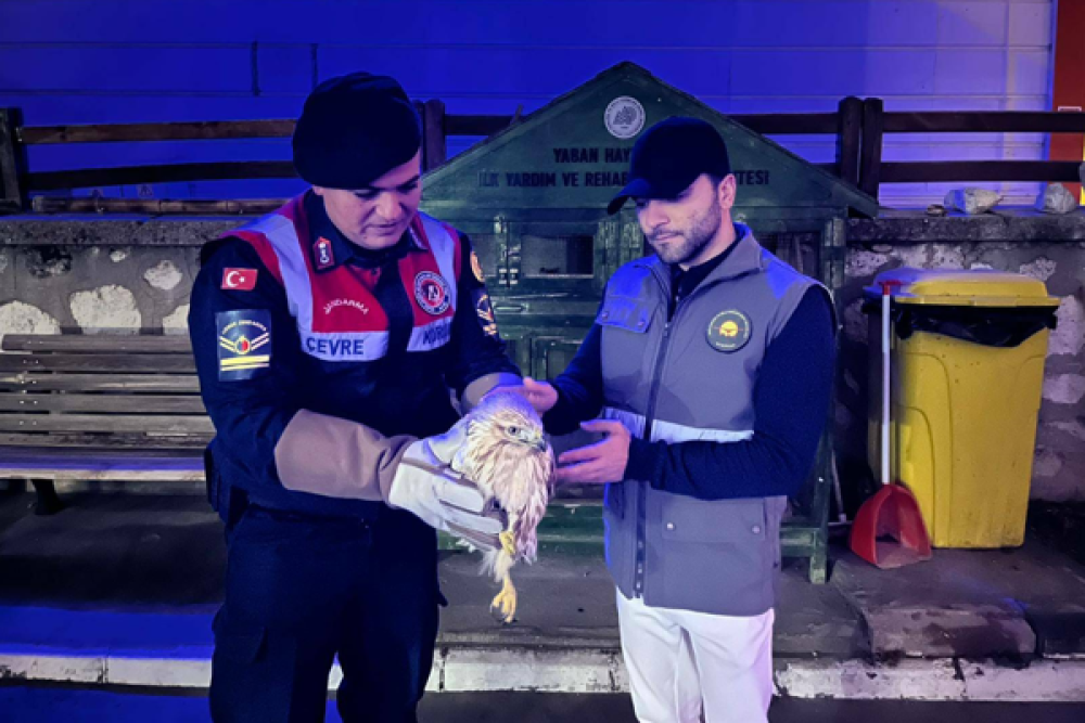 Karaman'da "Pa&ccedil;alı Şahin" koruma altına alındı