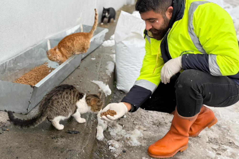 Karab&uuml;k Belediyesi&rsquo;nden sokak hayvanlarına destek