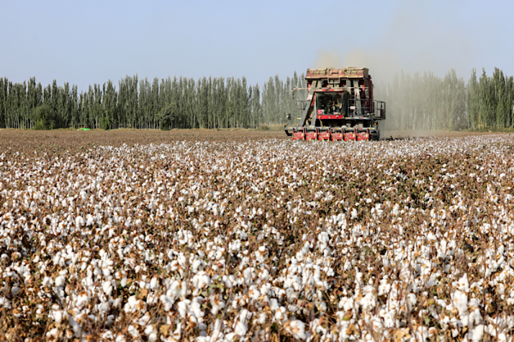 &Ccedil;in pamuğunun y&uuml;zde 92.8&rsquo;i Xinjiang&rsquo;da &uuml;retiliyor