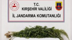 Kırşehir’de iki kişinin evinde 30 kök kenevir ele geçirildi