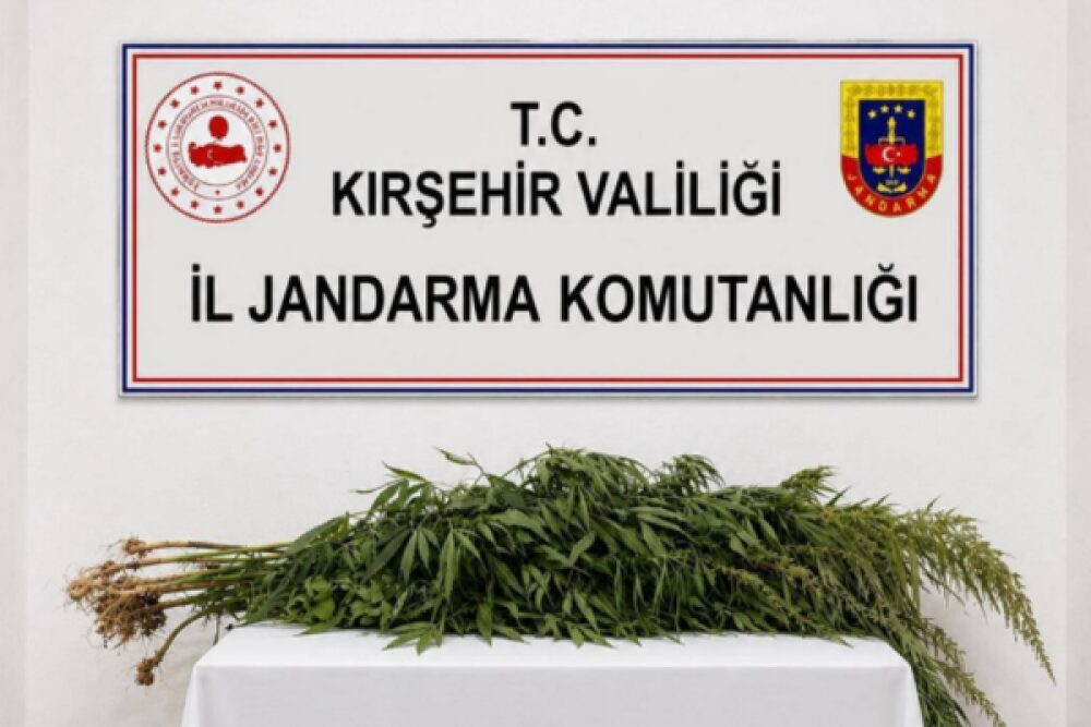 Kırşehir’de iki kişinin evinde 30 kök kenevir ele geçirildi